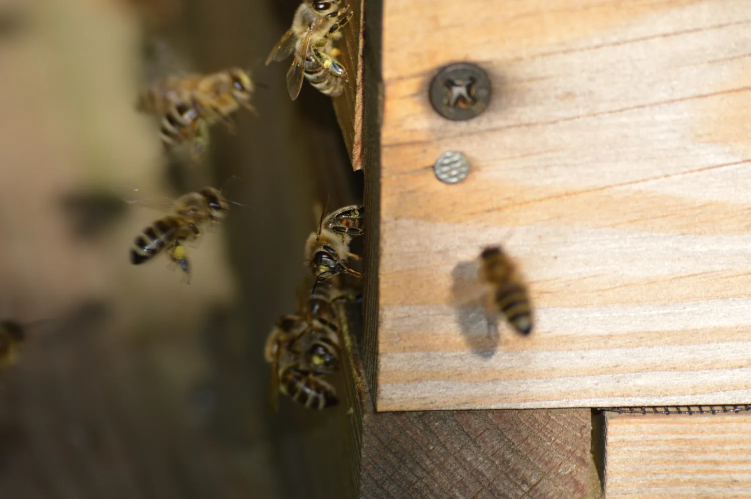 Bienen auf dem Bienenstock