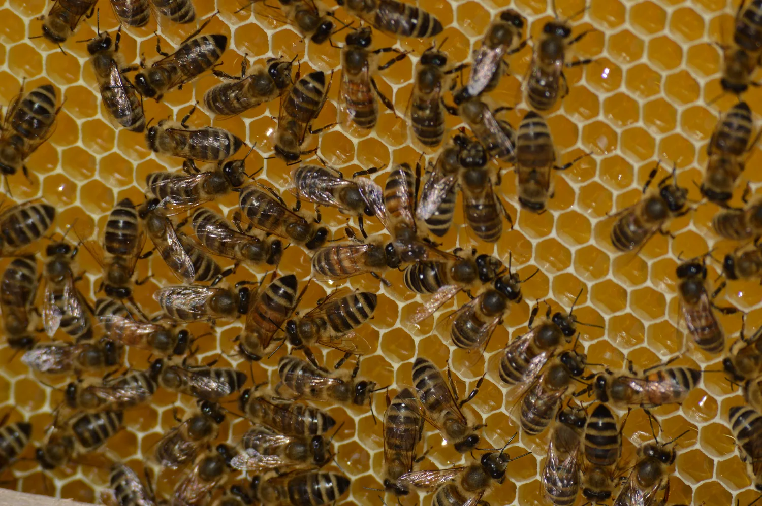 Bienen an einer Beute